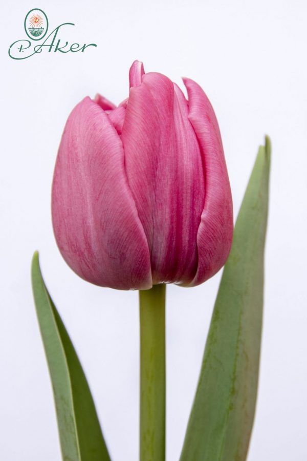 Beautiful pink tulip Double You