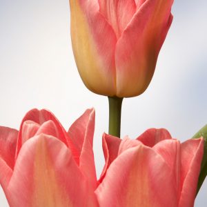 Close up with 3 pink tulips