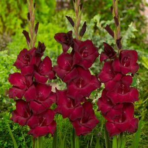 Beautiful dark red gladiolus 'Espresso'