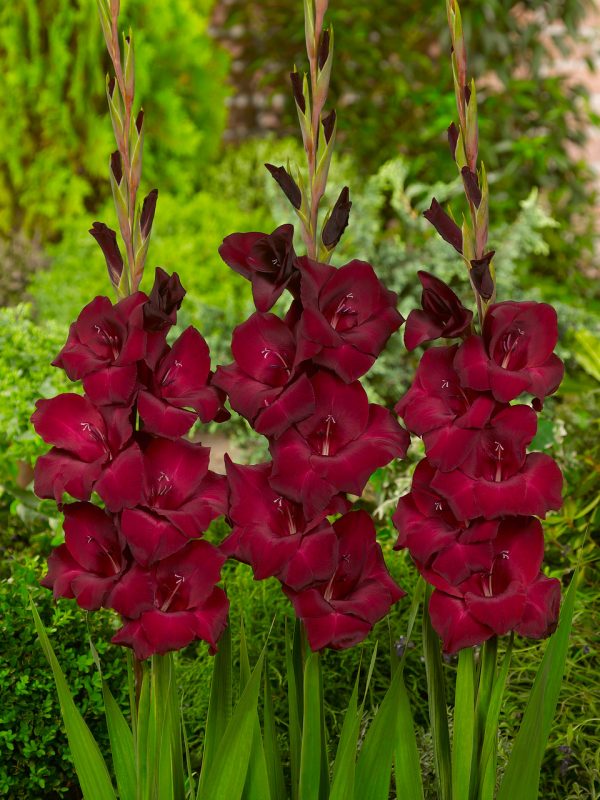 Beautiful dark red gladiolus 'Espresso'