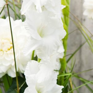 beautiful white gladiolus 'Essential'