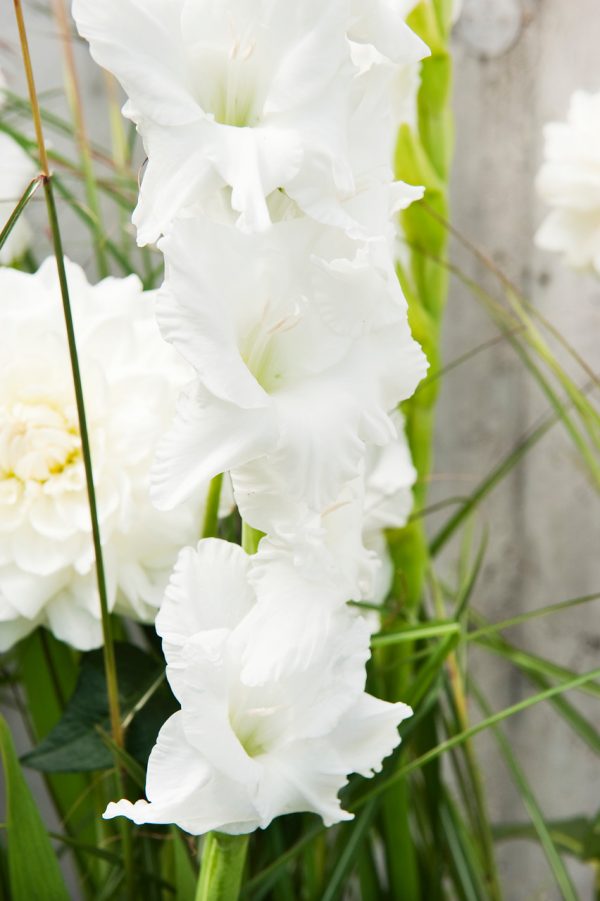 beautiful white gladiolus 'Essential'