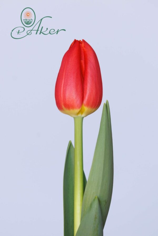 Single red tulip Esta Bonita