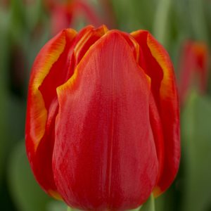 Single red/yellow tulip Esta Bonita