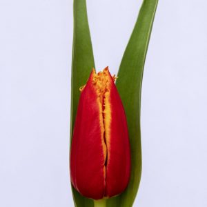 Beautiful red and yellow tulip Fabio