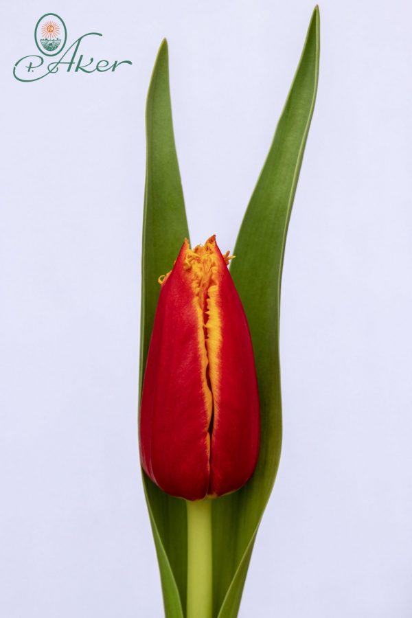 Beautiful red and yellow tulip Fabio