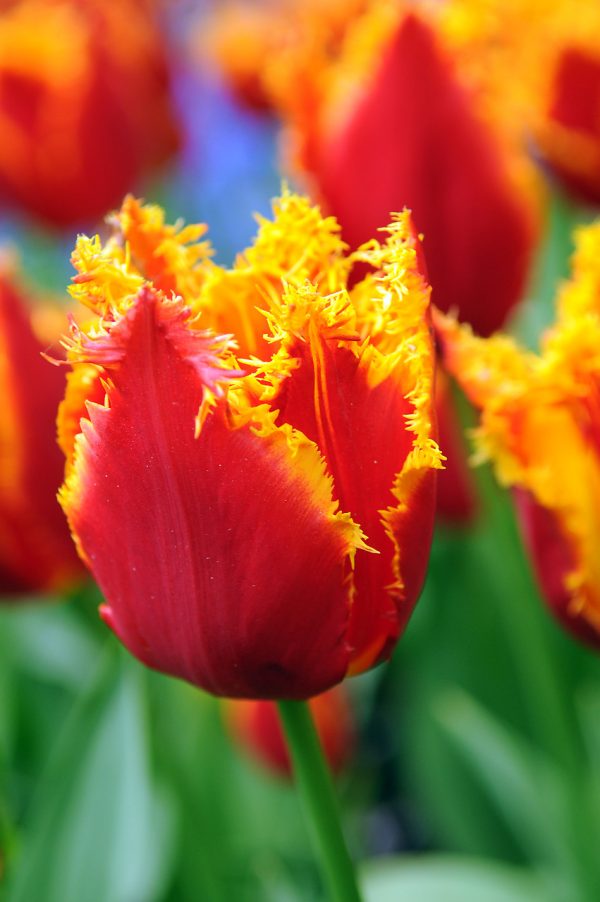 Close of of red tulip with yellow fringed