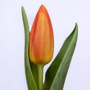 Beautiful tulip Fame