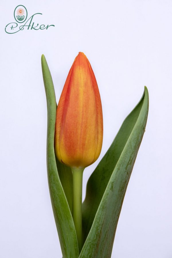 Beautiful tulip Fame