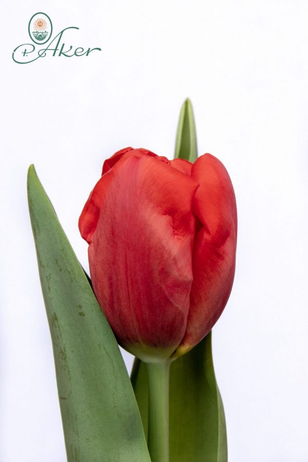 Beautiful red tulip