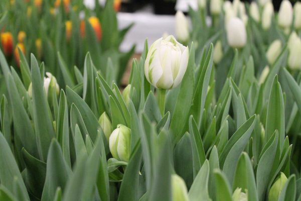 White tulip in green leaves