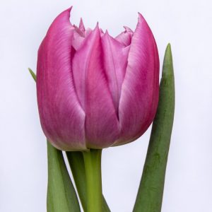 Beautiful pink tulip First Price