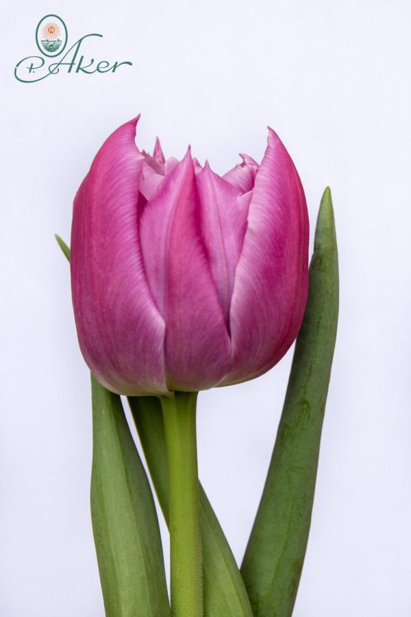 Beautiful pink tulip First Price