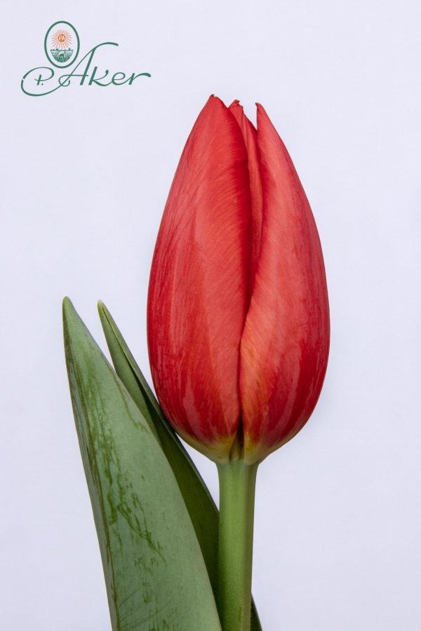 Beautiful red tulp First Star
