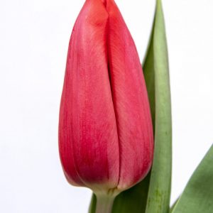 Beautiful red tulip First Star