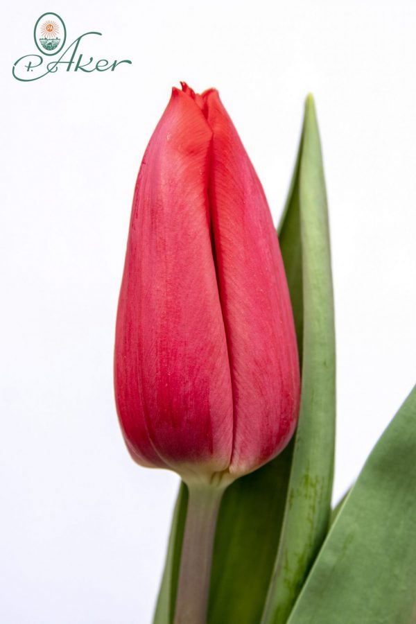 Beautiful red tulip First Star