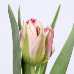 Single pink tulip Flash Point