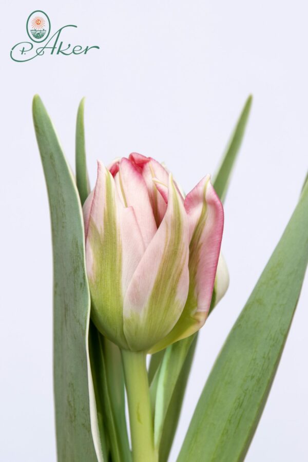 Single pink tulip Flash Point