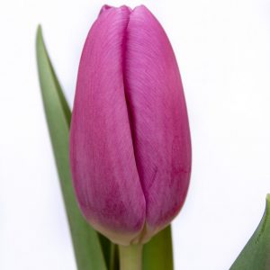 Beautiful purple tulip Fortress