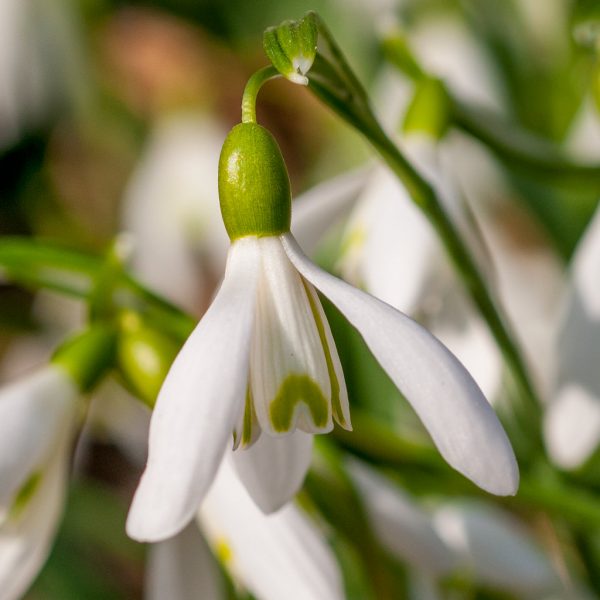 Growers can order there Galanthus here at P. Aker. Sincs 1894 active in the flowerbulbs and we know how to give proper care to flower bulbs.