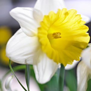 Beautiful white/yellow daffodil Goblet