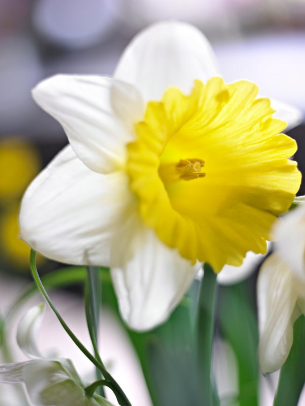 Beautiful white/yellow daffodil Goblet