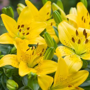 Yellow lilies Golden Matrix