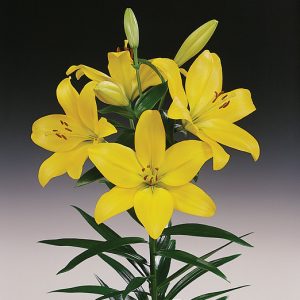 Yellow lily flowering Golden Tycoon