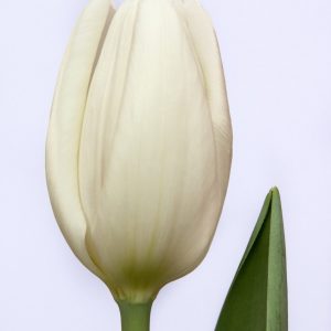 Beautiful white tulip Hakuun