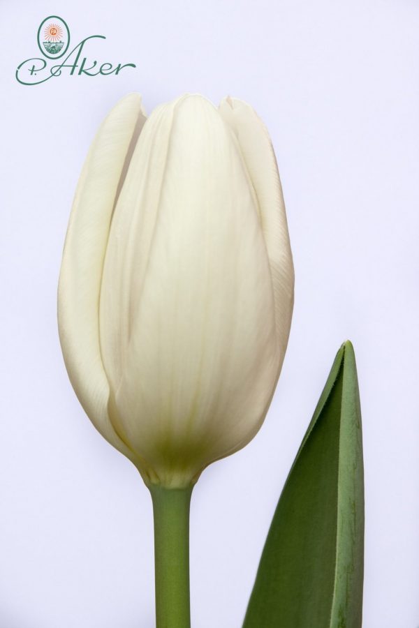 Beautiful white tulip Hakuun