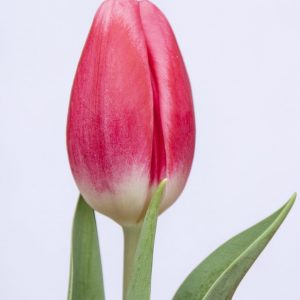 Beautiful pink tulip Happy Spring