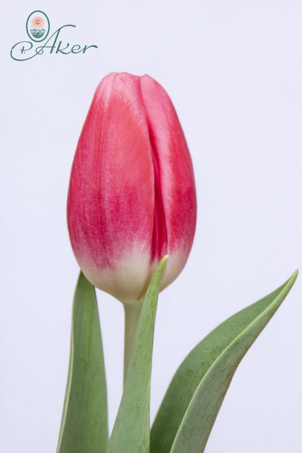 Beautiful pink tulip Happy Spring