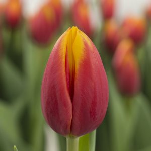 Single red/yellow tulip Hennie vander Most
