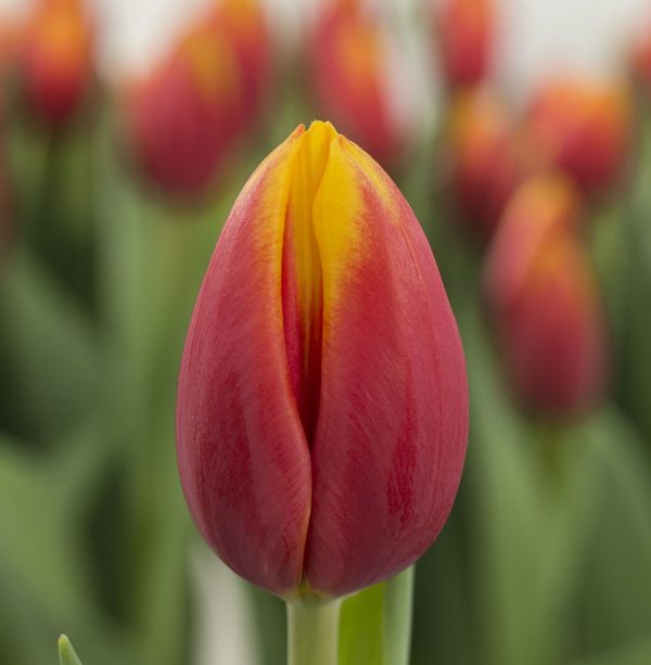 Single red/yellow tulip Hennie vander Most