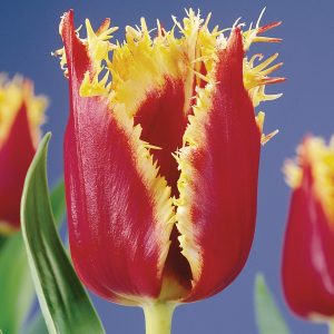 Red and Yellow fringed tulip
