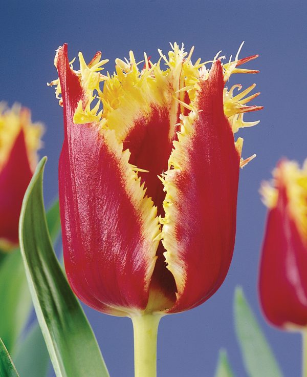 Red and Yellow fringed tulip