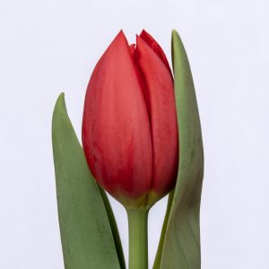 Beautiful strong red tulip Hotspot