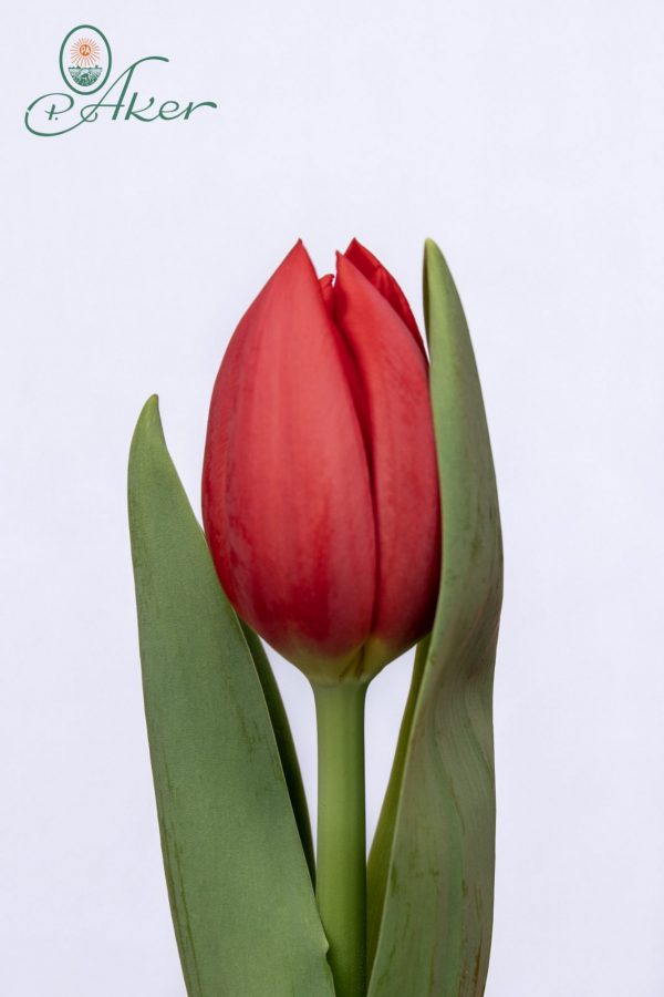 Beautiful strong red tulip Hotspot