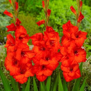 Beautiful red gladiolus 'Hunting Song'