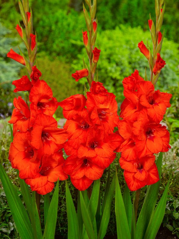 Beautiful red gladiolus 'Hunting Song'