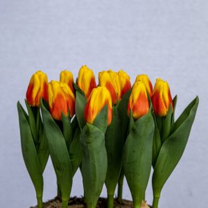 Pot of yellow/red tulips Ice Lolly