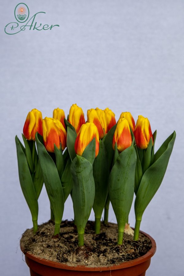 Pot of yellow/red tulips Ice Lolly