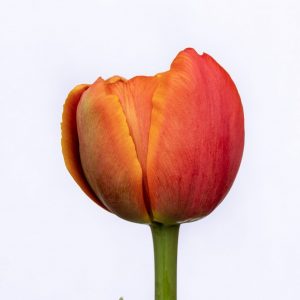 Beautiful orange-red tulip Icoon
