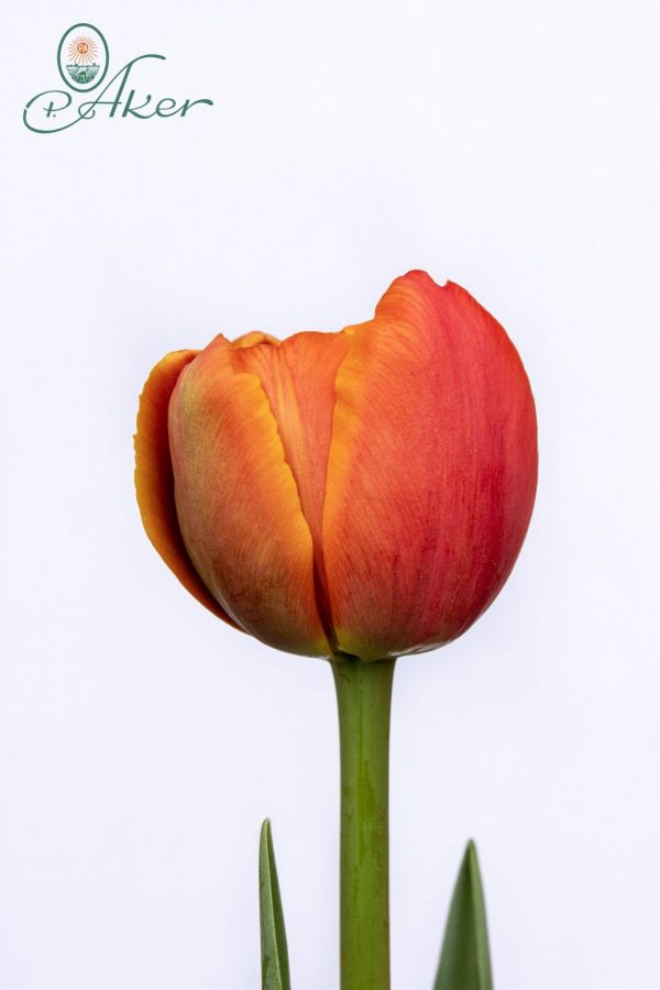 Beautiful orange-red tulip Icoon