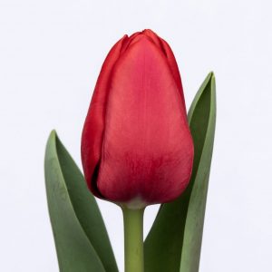 Beautiful strong red tulip Ile de France