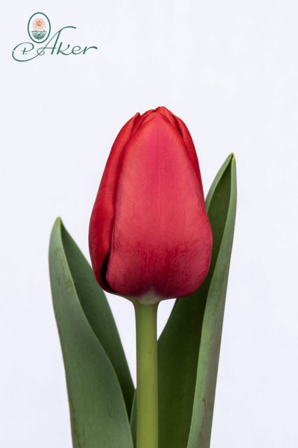 Beautiful strong red tulip Ile de France