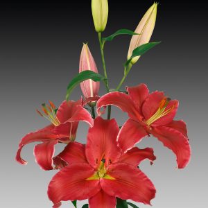 Beautiful red lily 'Indiana'