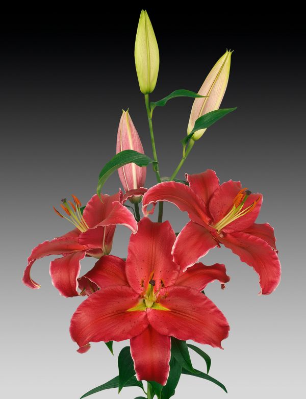 Beautiful red lily 'Indiana'