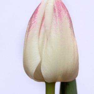 Beautiful white-pink tulip Inez