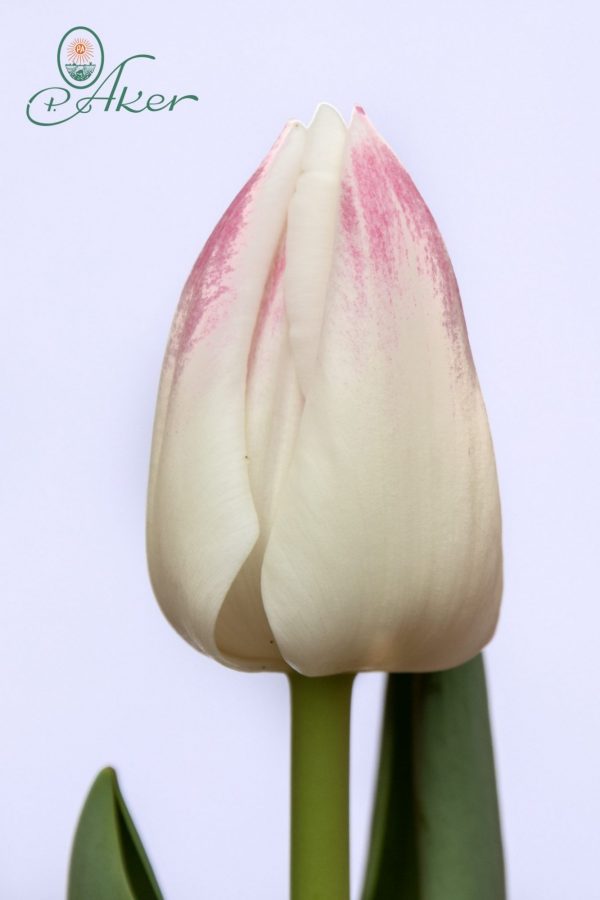 Beautiful white-pink tulip Inez